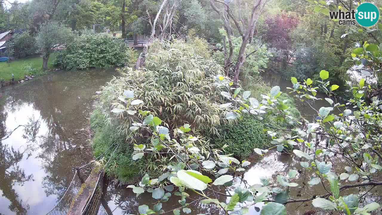 Südlicher Gelbwangen-Schopfgibbon Zoo Ljubljana webcam