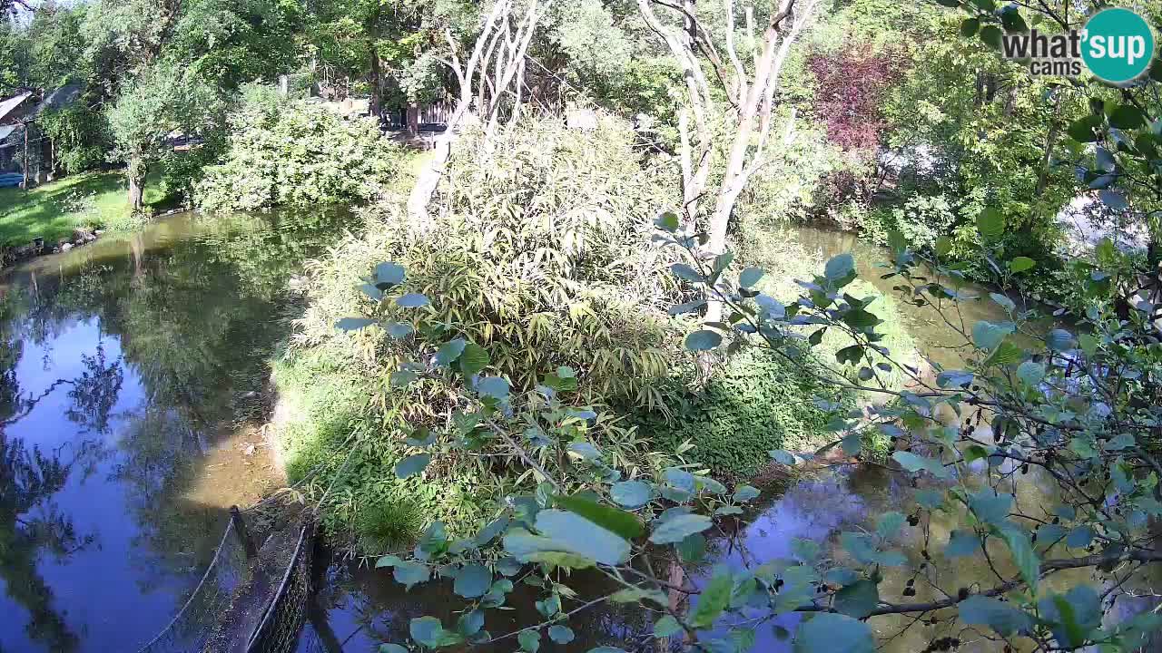 Yellow-cheeked gibbon Zoo Ljubljana livecam