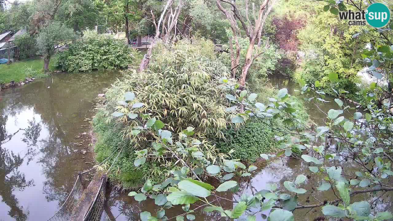 Yellow-cheeked gibbon Zoo Ljubljana livecam