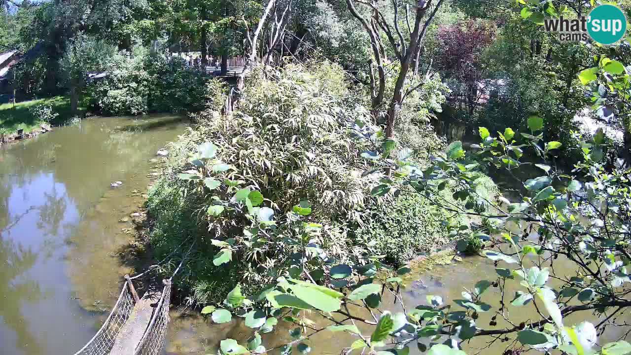 Südlicher Gelbwangen-Schopfgibbon Zoo Ljubljana webcam