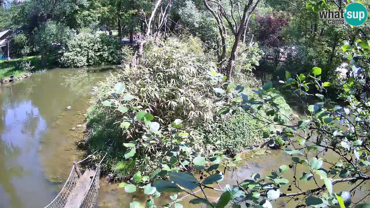 Südlicher Gelbwangen-Schopfgibbon Zoo Ljubljana webcam