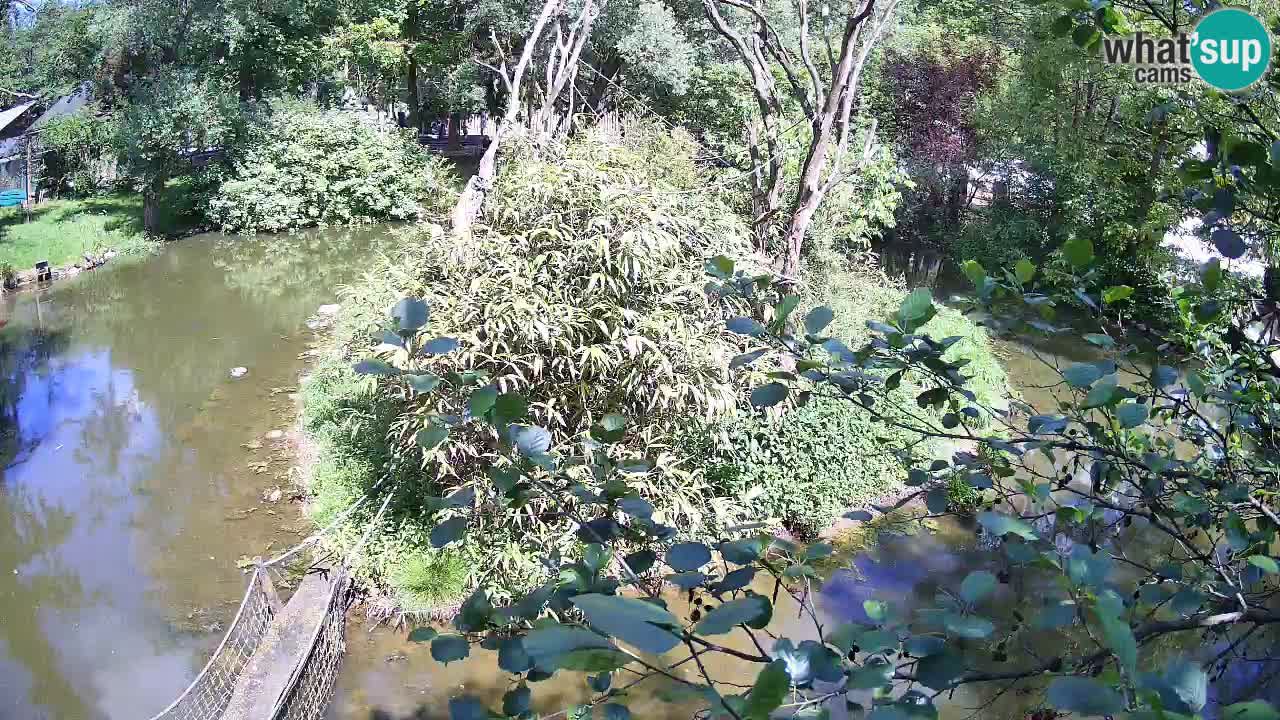Südlicher Gelbwangen-Schopfgibbon Zoo Ljubljana webcam