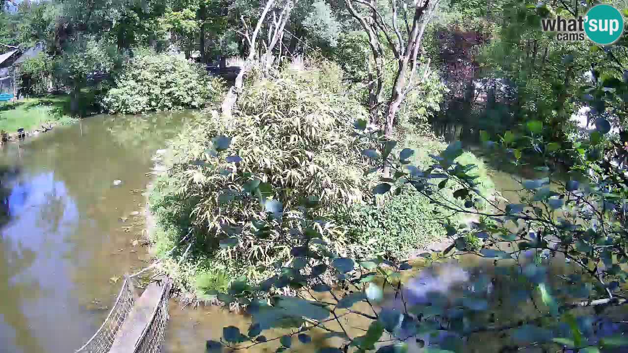 Yellow-cheeked gibbon Zoo Ljubljana livecam