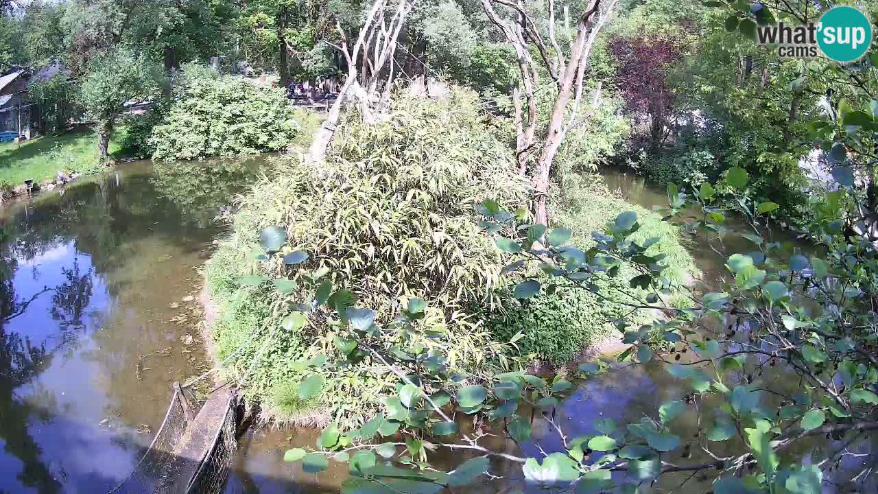Gibbone dalle guance rosa nello ZOO di Ljubljana
