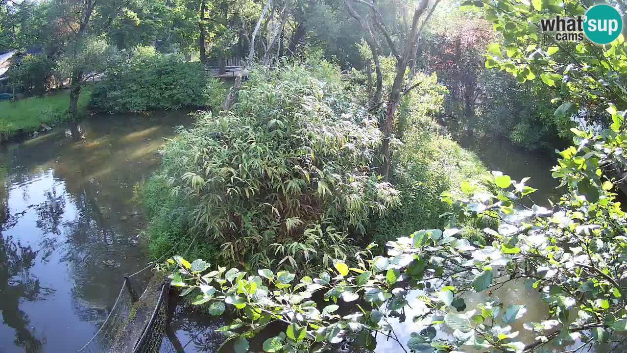 Gibbon à joues jaunes Zoo Ljubljana live cam