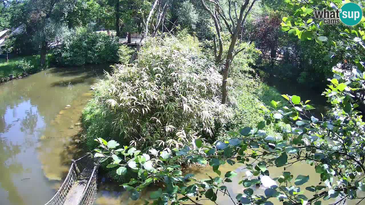 Zlatolični gibon živalski vrt Ljubljana