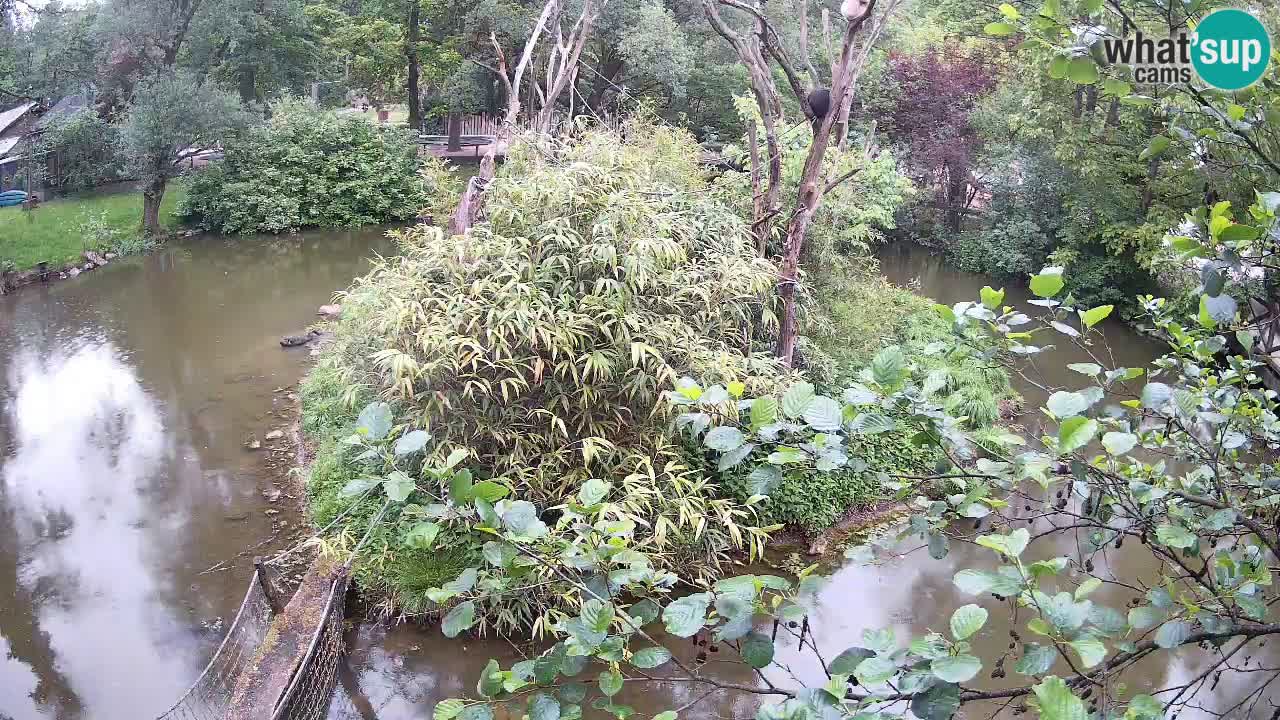 Gibbon à joues jaunes Zoo Ljubljana live cam