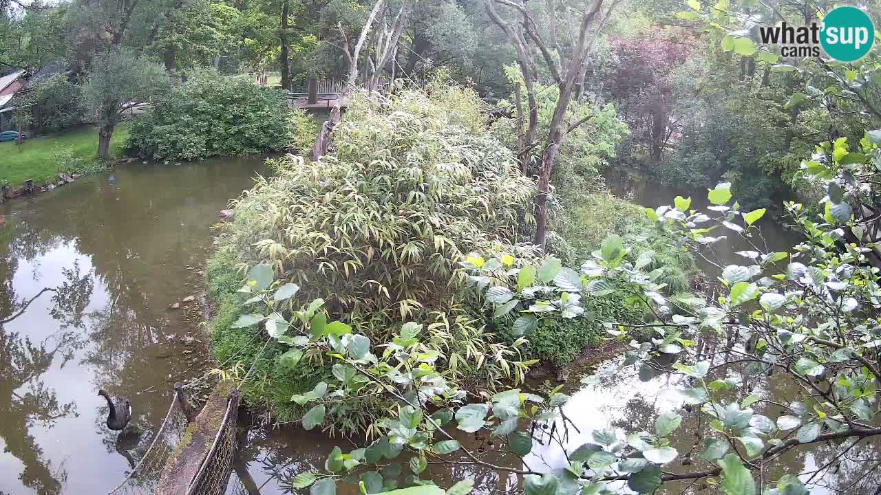 Gibbon à joues jaunes Zoo Ljubljana live cam