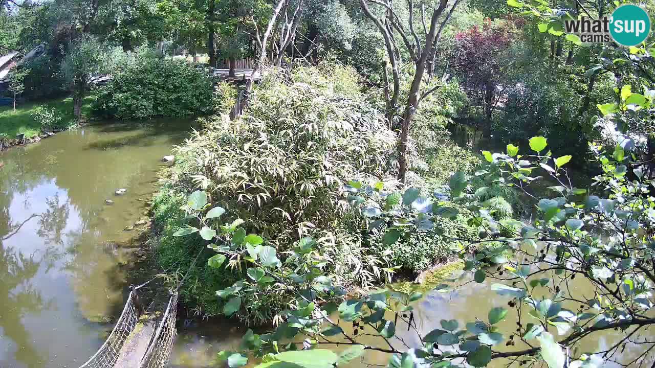 Gibon – Nomascus gabriellae – Zoo Ljubljana web kamera