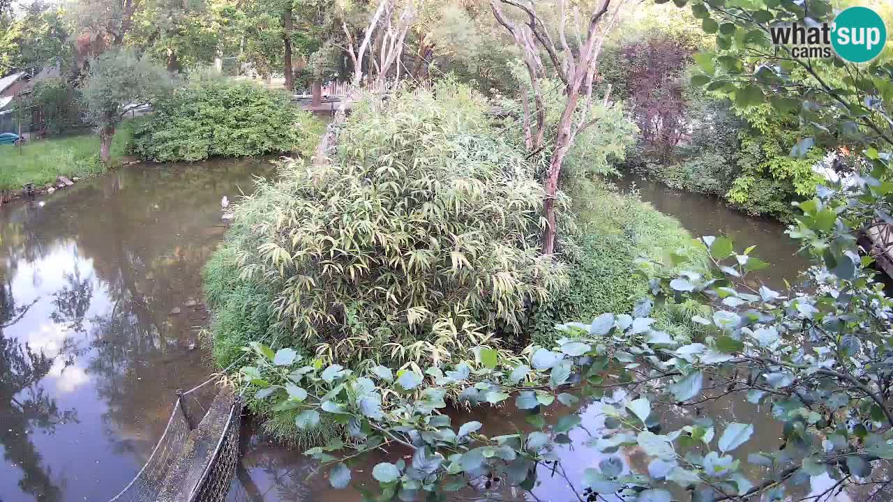 Südlicher Gelbwangen-Schopfgibbon Zoo Ljubljana webcam