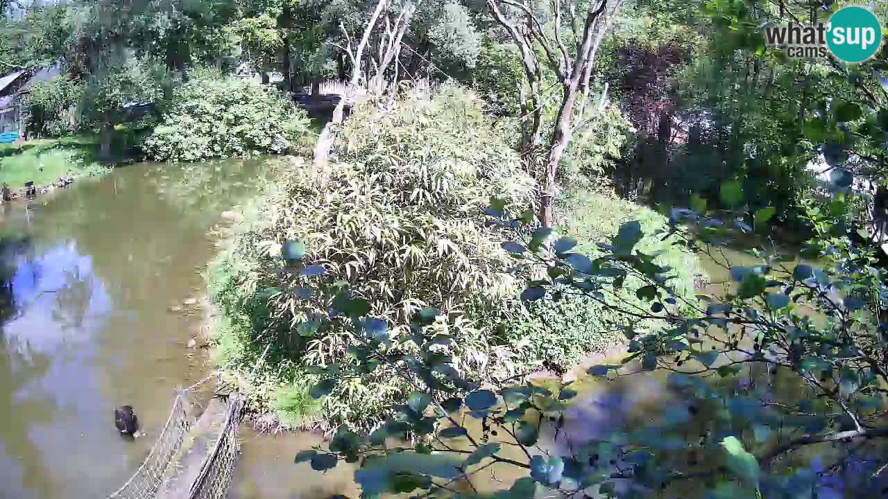 Südlicher Gelbwangen-Schopfgibbon Zoo Ljubljana webcam