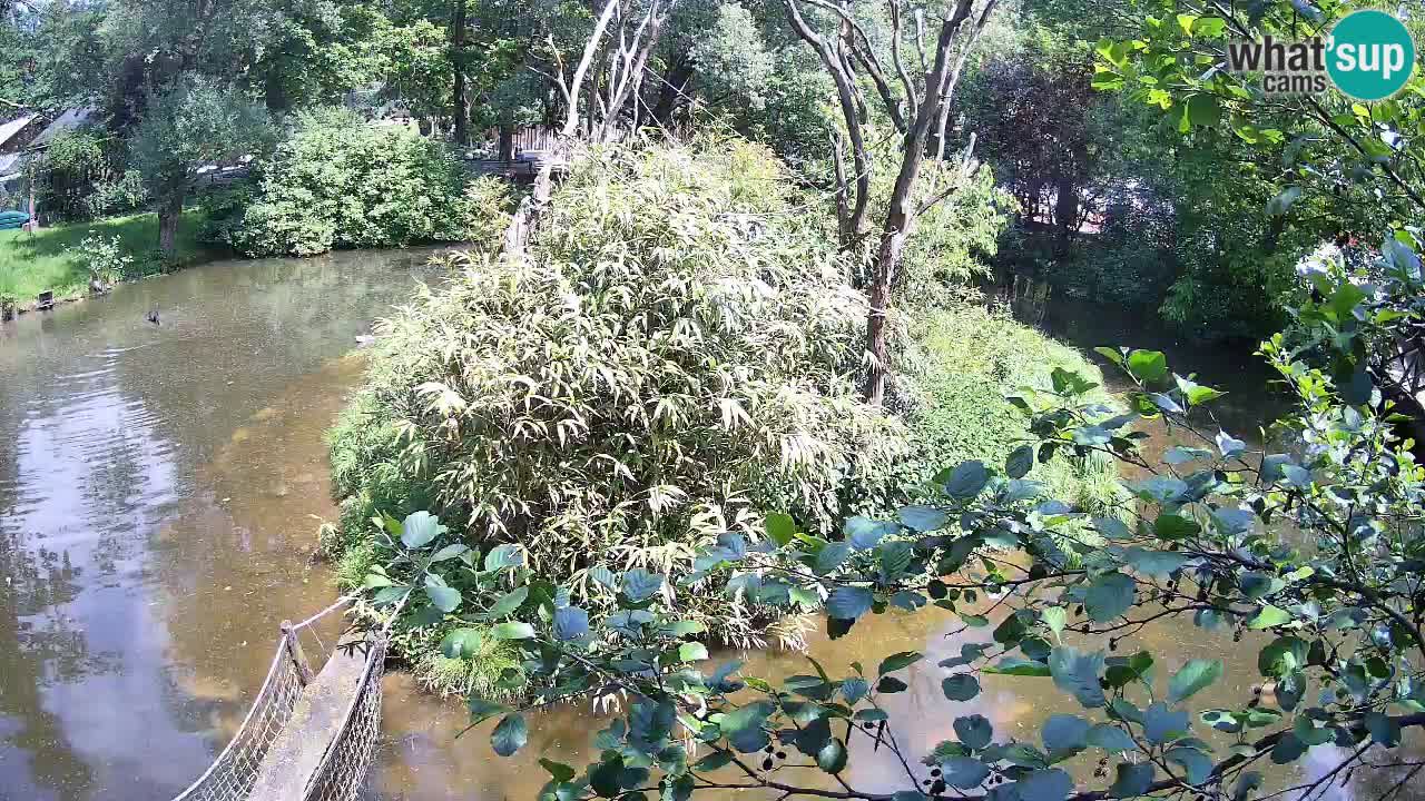 Gibbon à joues jaunes Zoo Ljubljana live cam