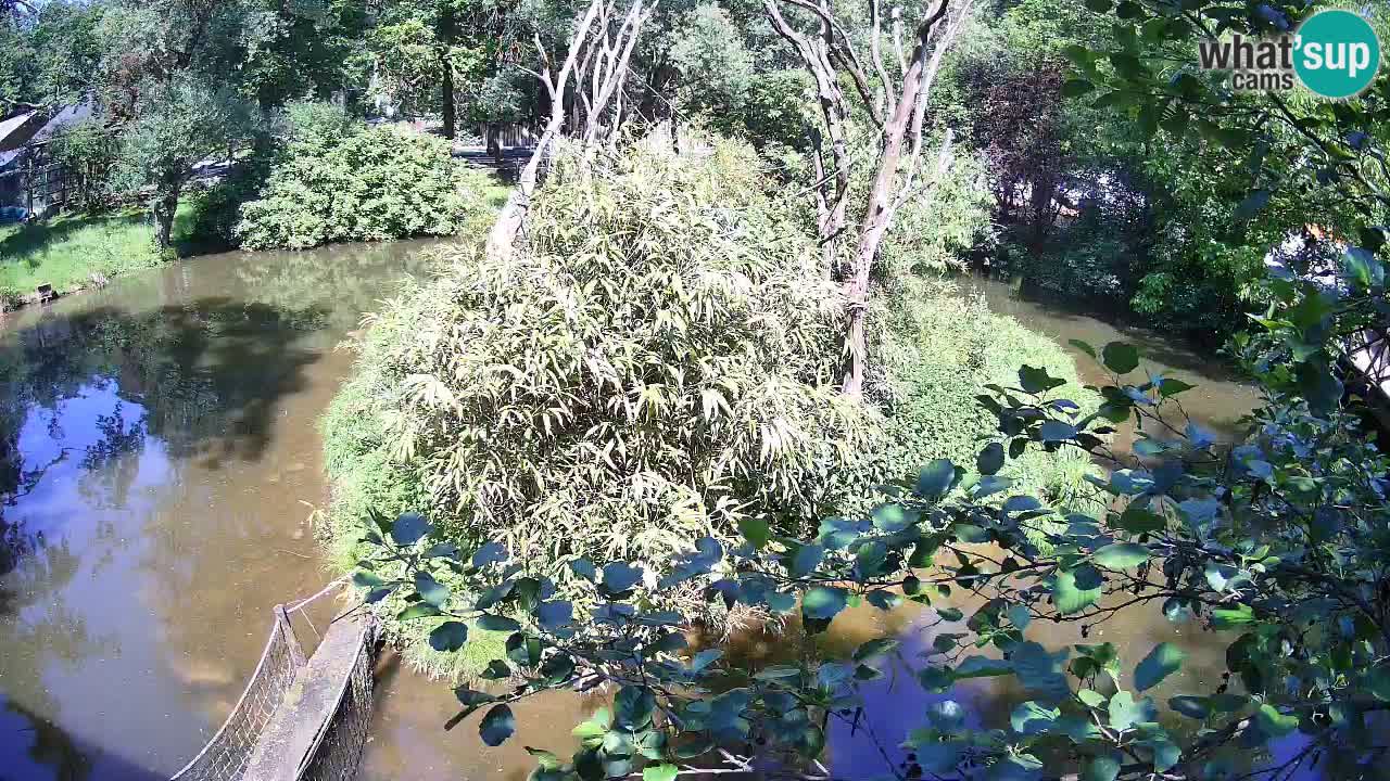 Gibon – Nomascus gabriellae – Zoo Ljubljana web kamera