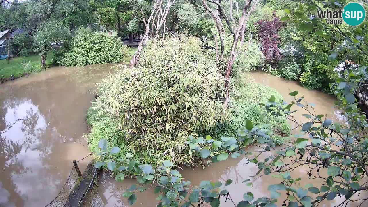 Südlicher Gelbwangen-Schopfgibbon Zoo Ljubljana webcam