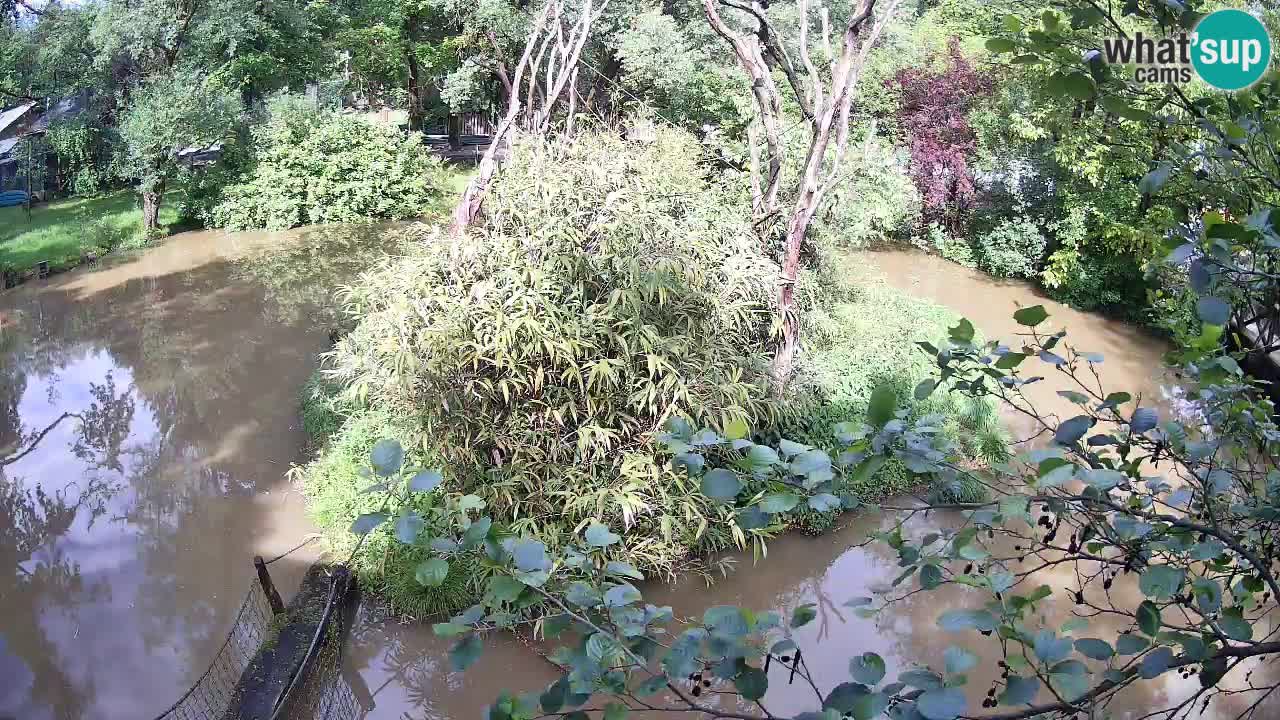 Yellow-cheeked gibbon Zoo Ljubljana livecam