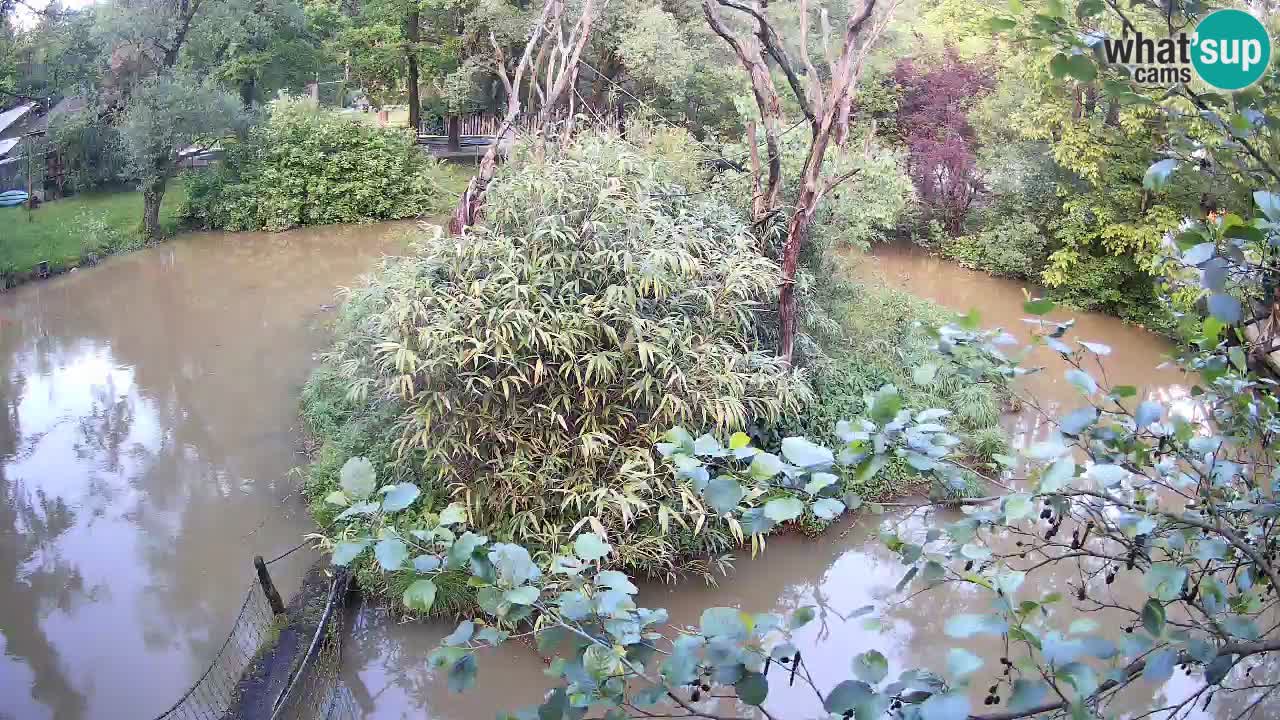 Gibbone dalle guance rosa nello ZOO di Ljubljana