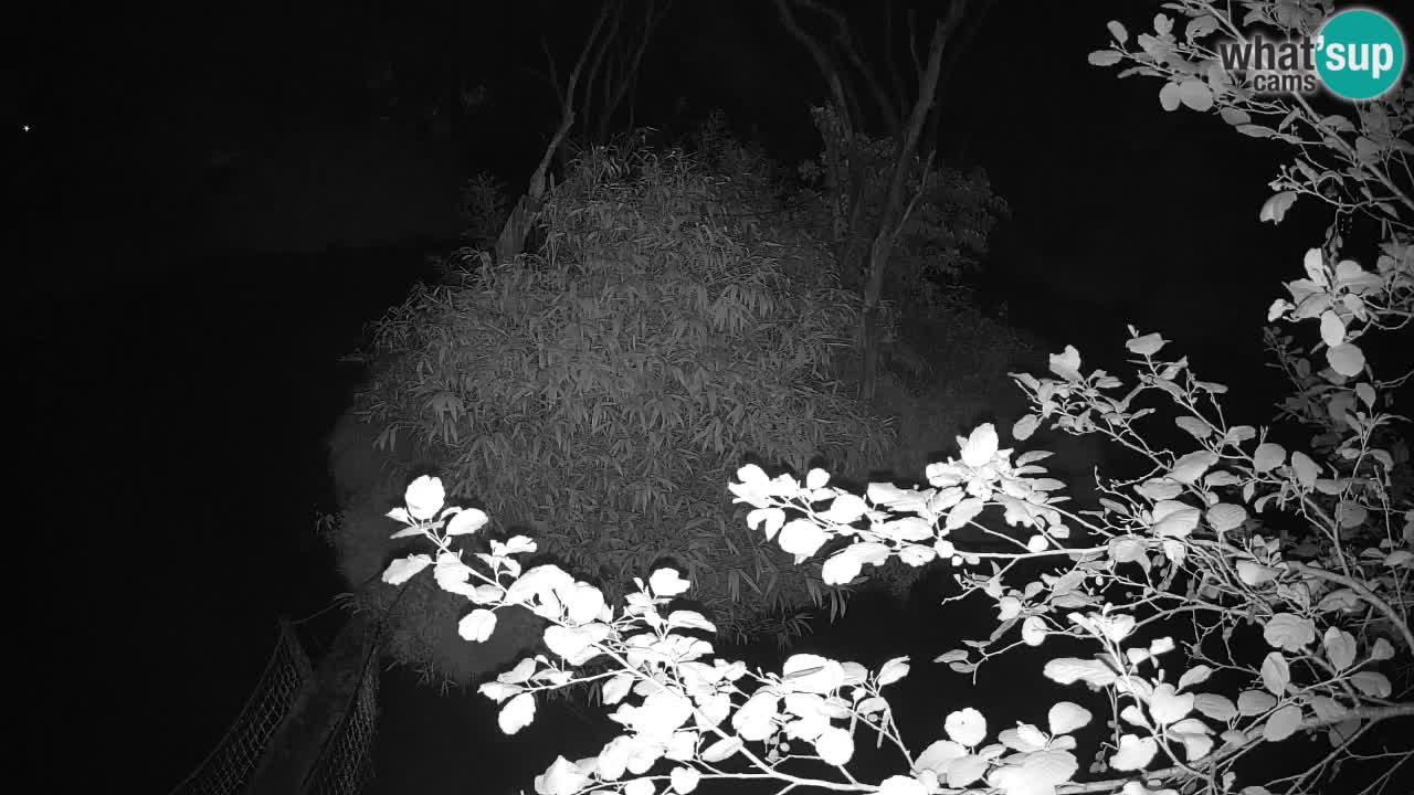 Gibbon à joues jaunes Zoo Ljubljana live cam