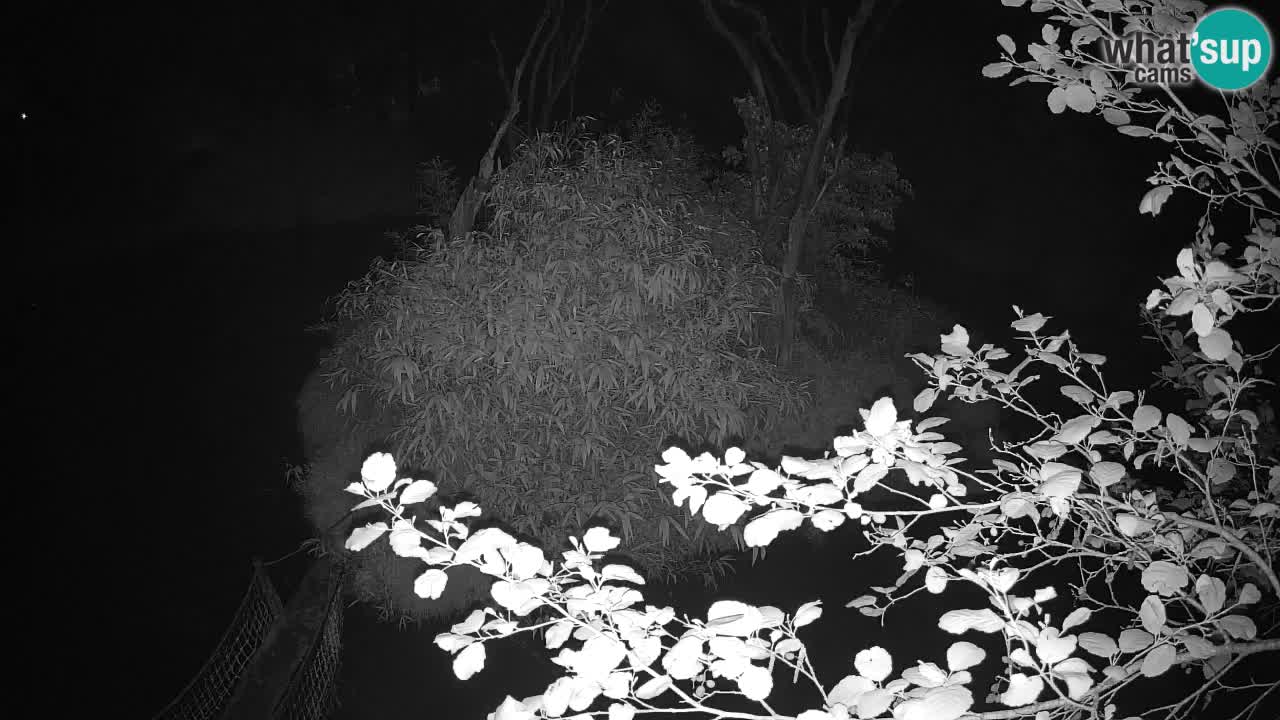 Gibbon à joues jaunes Zoo Ljubljana live cam