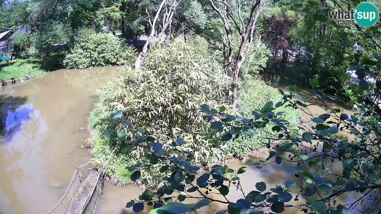 Südlicher Gelbwangen-Schopfgibbon Zoo Ljubljana webcam