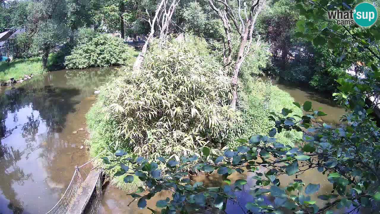 Yellow-cheeked gibbon Zoo Ljubljana livecam