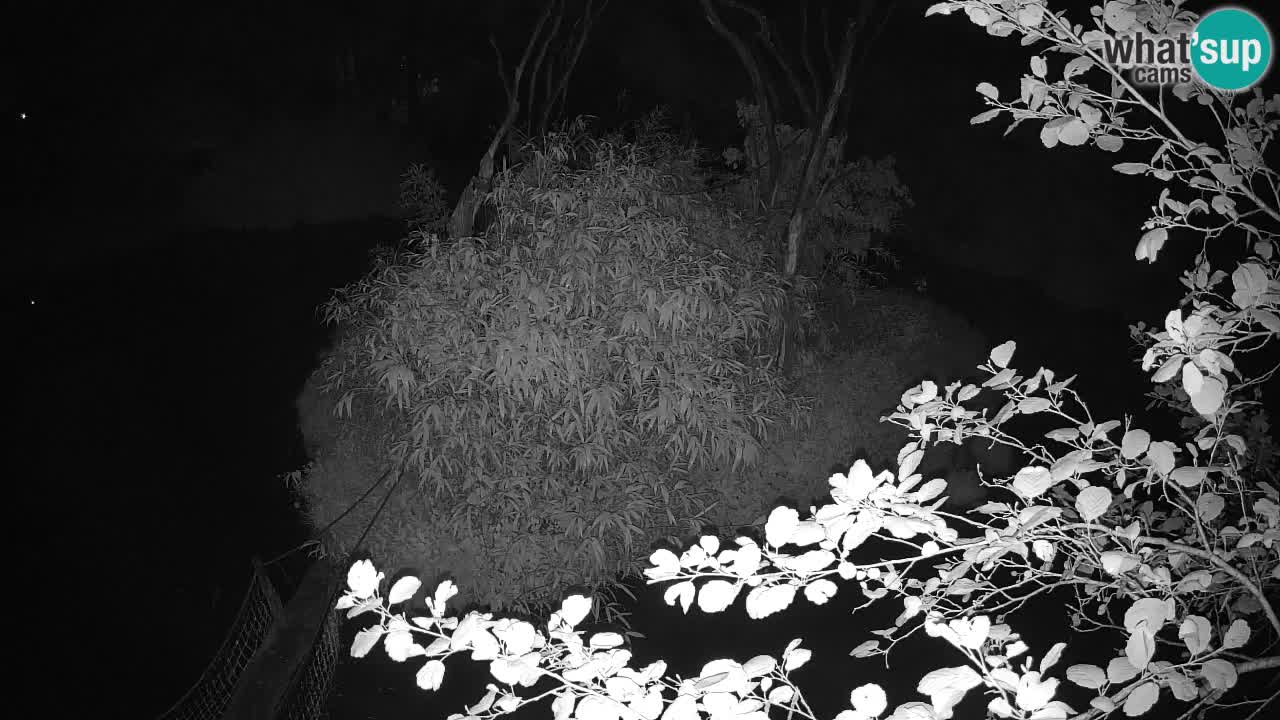 Südlicher Gelbwangen-Schopfgibbon Zoo Ljubljana webcam