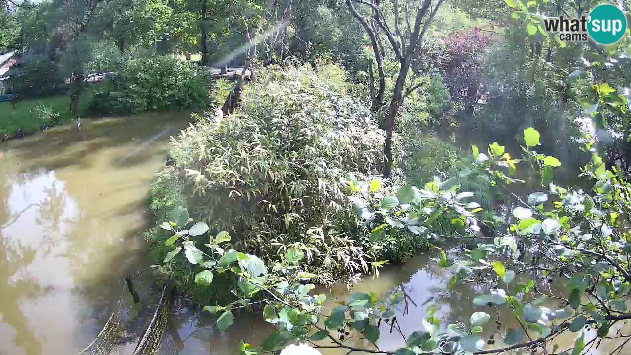 Gibon – Nomascus gabriellae – Zoo Ljubljana web kamera