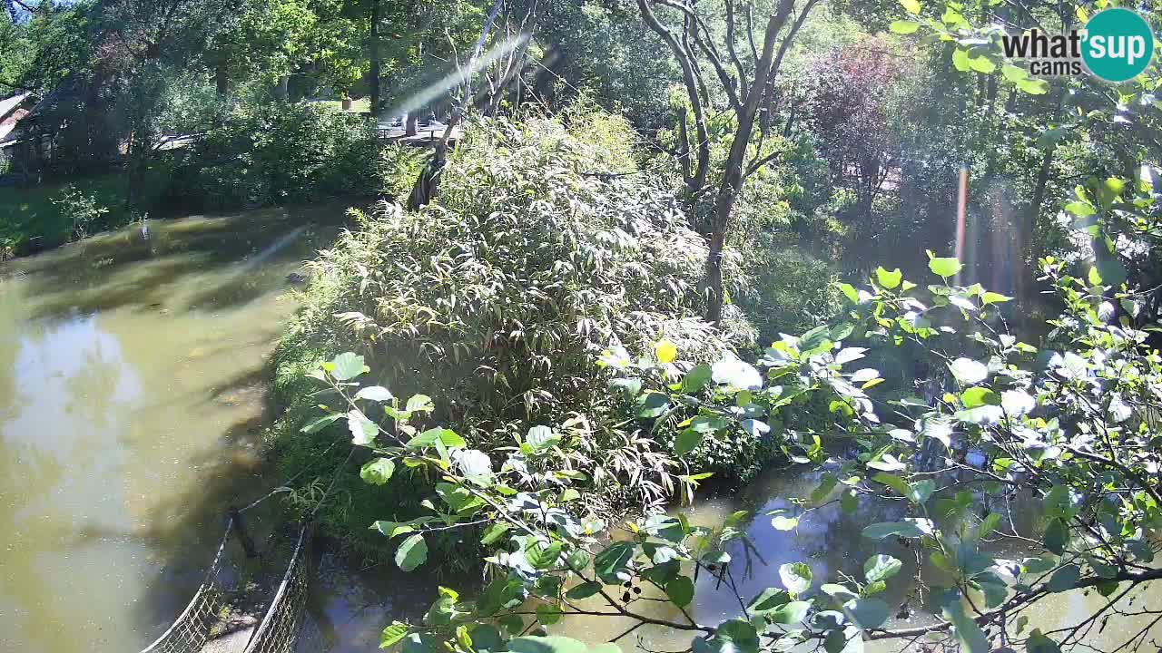 Yellow-cheeked gibbon Zoo Ljubljana livecam