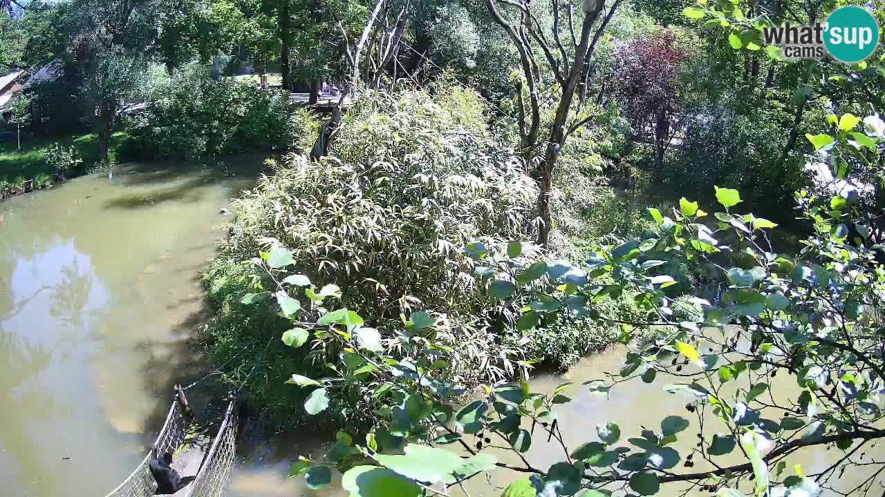 Yellow-cheeked gibbon Zoo Ljubljana livecam