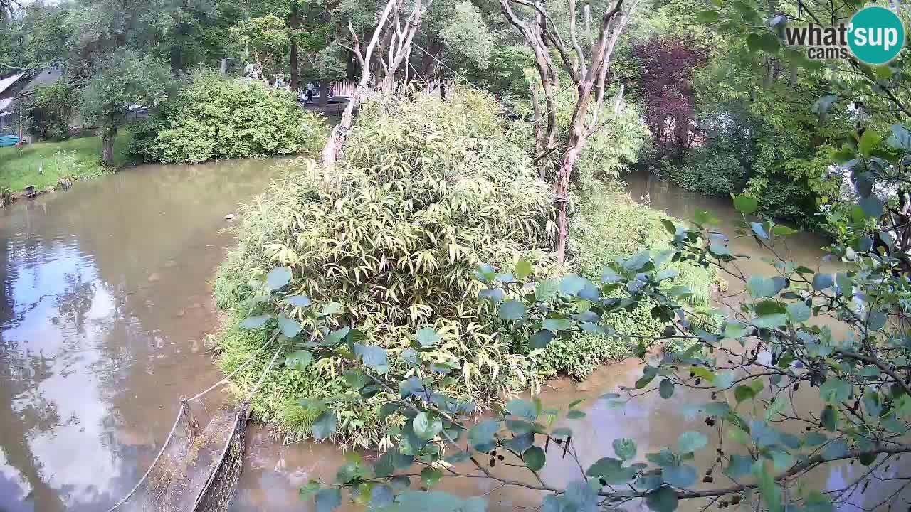 Südlicher Gelbwangen-Schopfgibbon Zoo Ljubljana webcam
