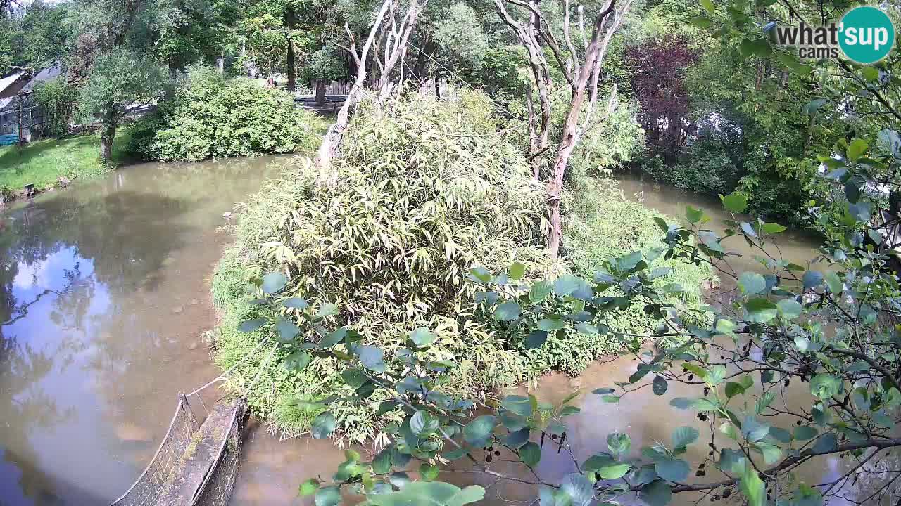 Südlicher Gelbwangen-Schopfgibbon Zoo Ljubljana webcam
