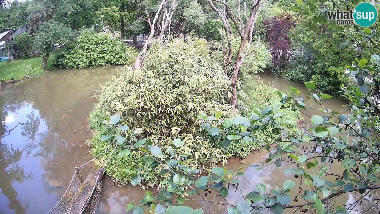 Südlicher Gelbwangen-Schopfgibbon Zoo Ljubljana webcam