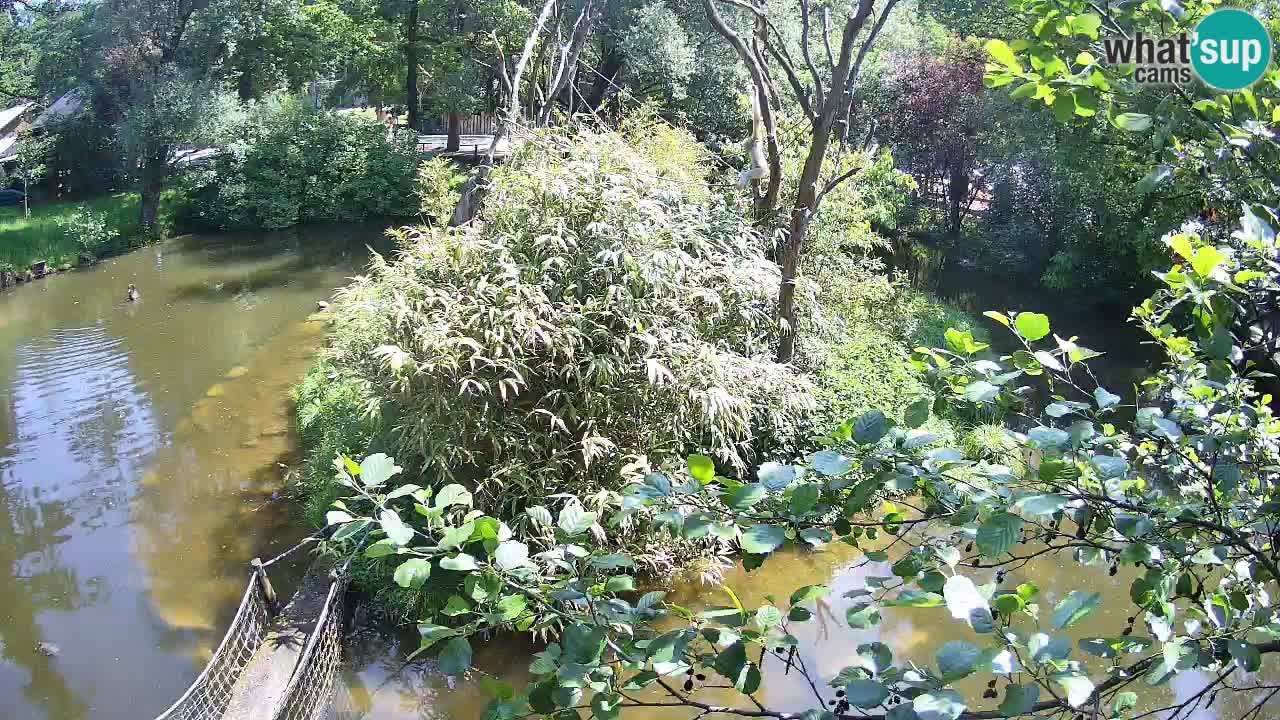 Gibón de mejillas beige Zoo Ljubljana