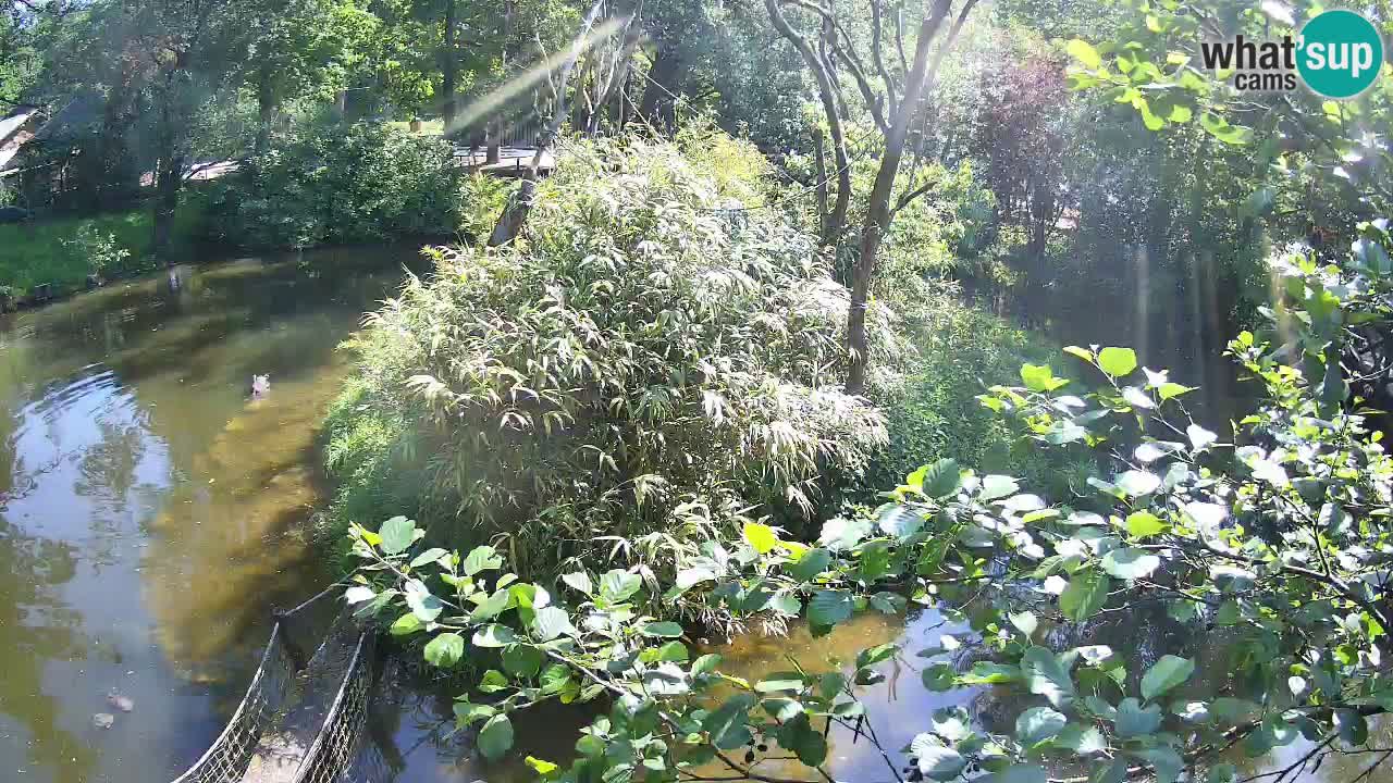 Yellow-cheeked gibbon Zoo Ljubljana livecam