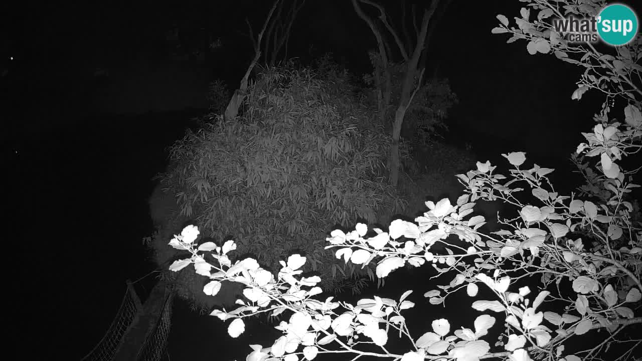 Gibbon à joues jaunes Zoo Ljubljana live cam