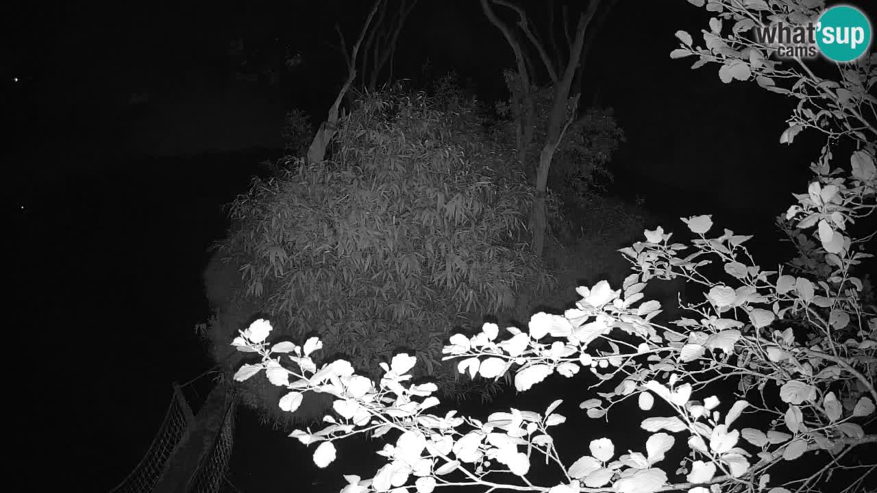 Gibbon à joues jaunes Zoo Ljubljana live cam