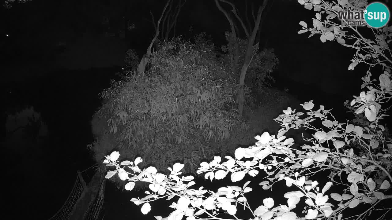 Yellow-cheeked gibbon Zoo Ljubljana livecam