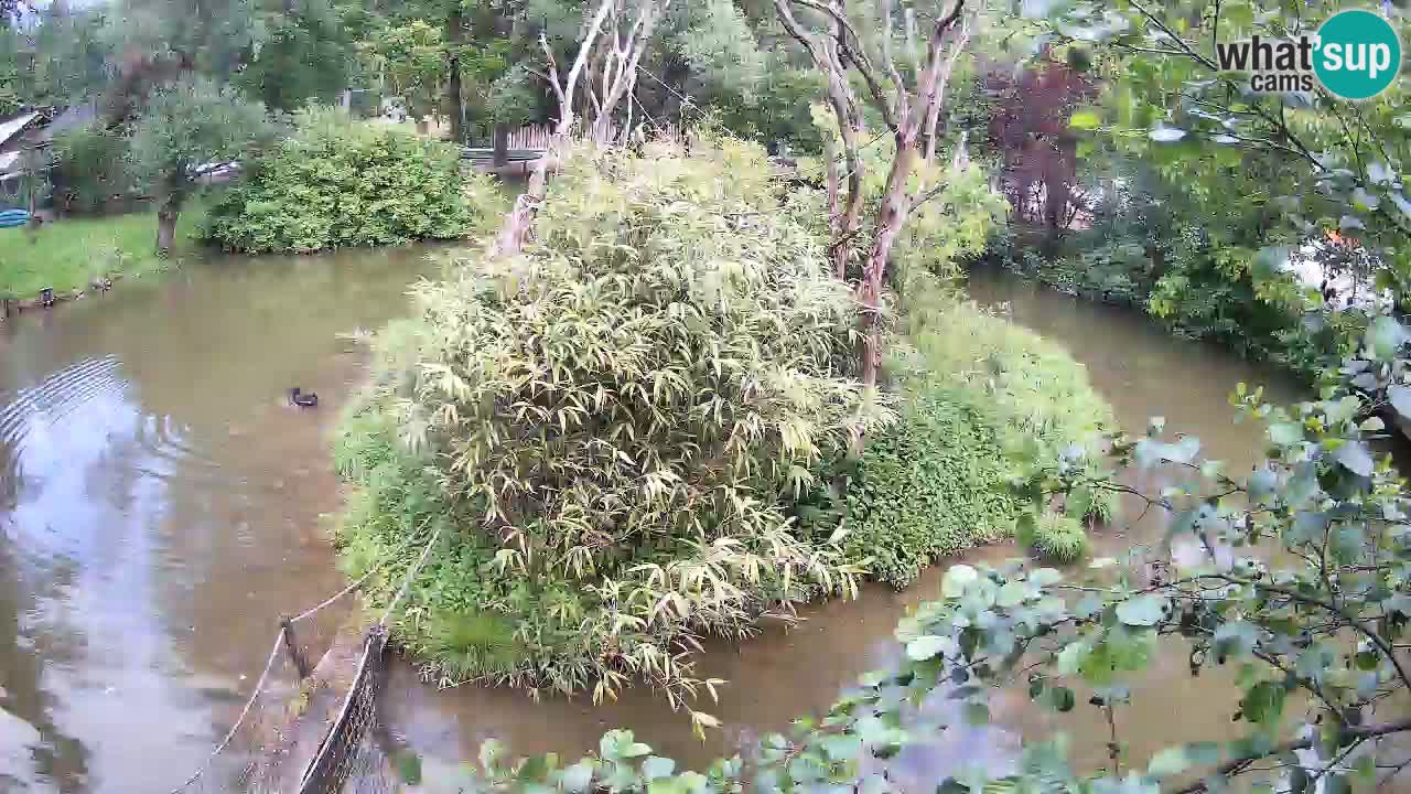 Yellow-cheeked gibbon Zoo Ljubljana livecam