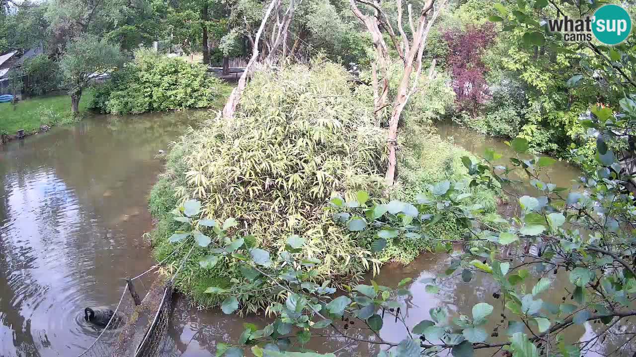 Gibbone dalle guance rosa nello ZOO di Ljubljana