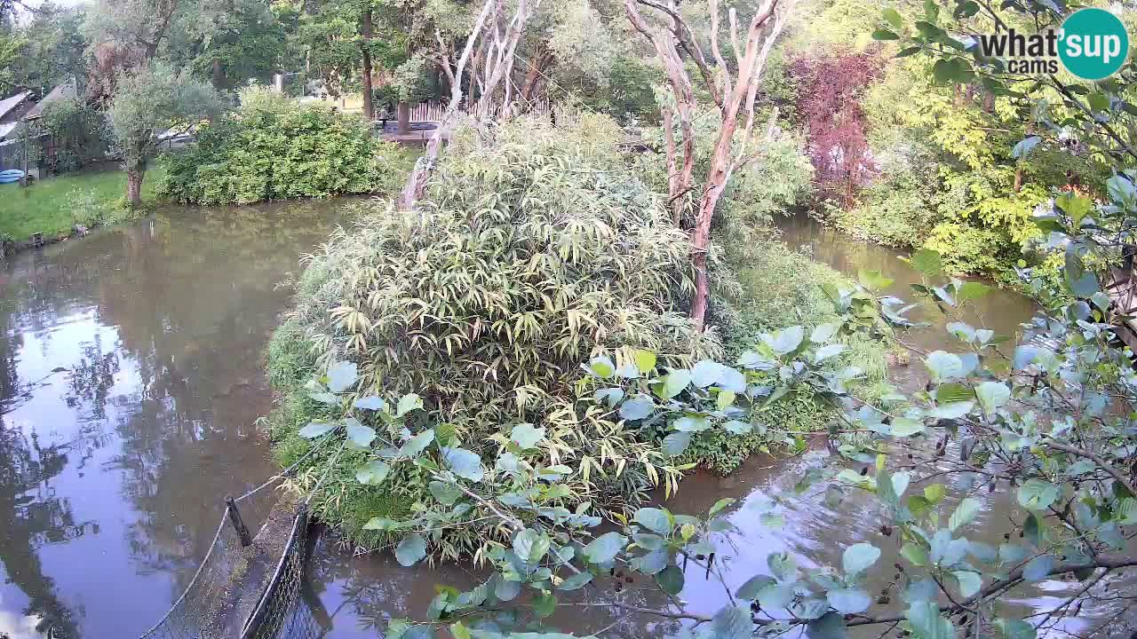 Gibbone dalle guance rosa nello ZOO di Ljubljana