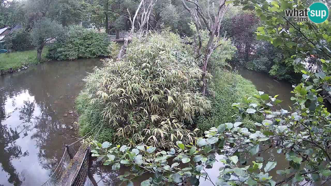 Gibbon à joues jaunes Zoo Ljubljana live cam