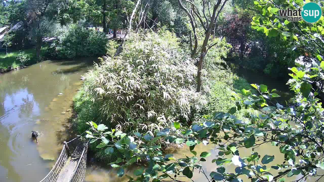 Südlicher Gelbwangen-Schopfgibbon Zoo Ljubljana webcam