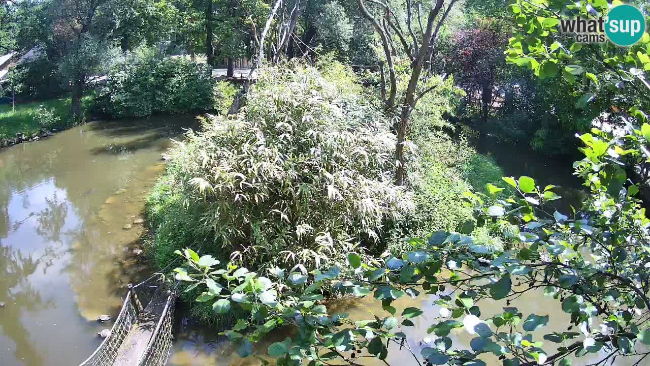 Gibbone dalle guance rosa nello ZOO di Ljubljana