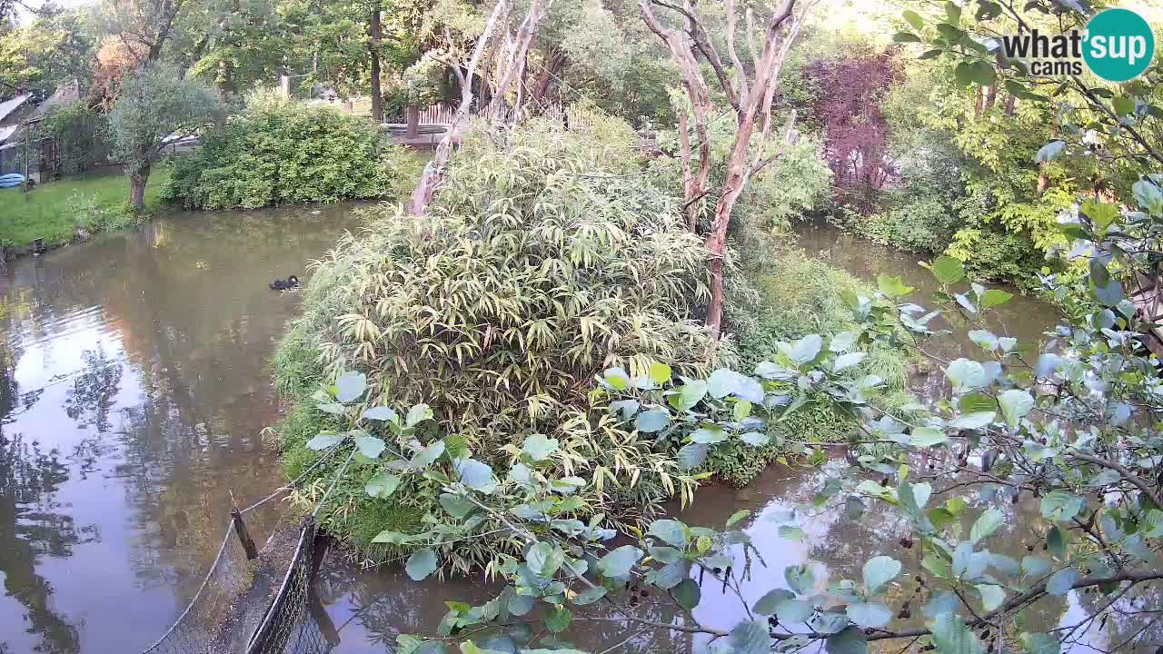 Gibbone dalle guance rosa nello ZOO di Ljubljana