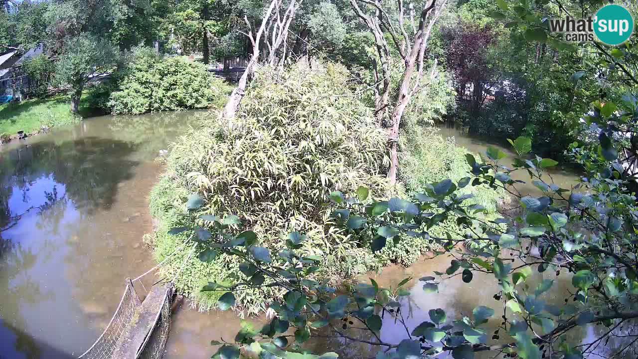Yellow-cheeked gibbon Zoo Ljubljana livecam