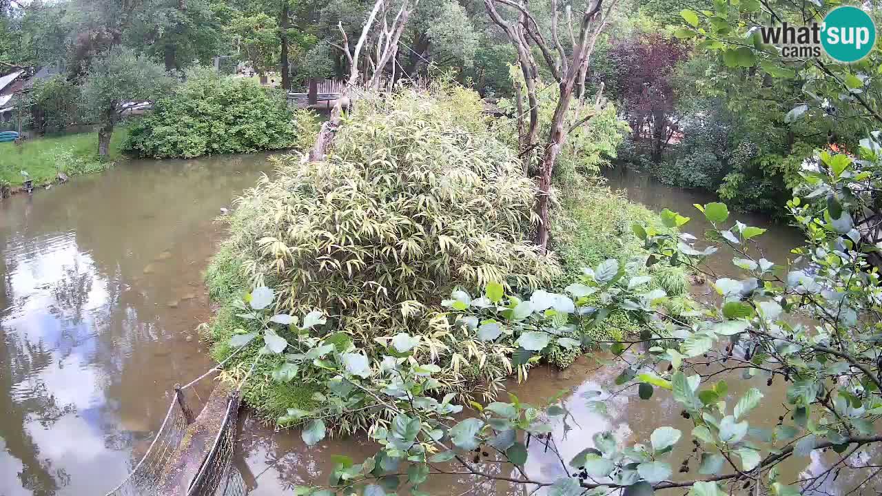 Südlicher Gelbwangen-Schopfgibbon Zoo Ljubljana webcam