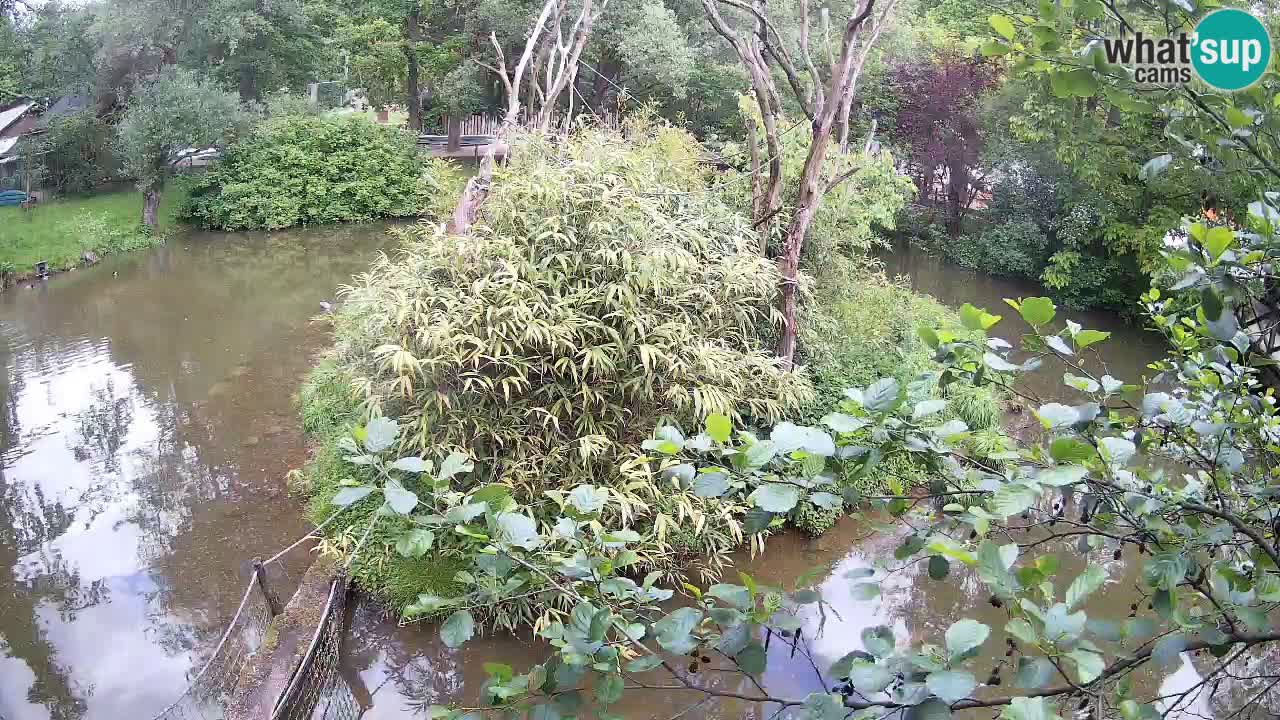 Südlicher Gelbwangen-Schopfgibbon Zoo Ljubljana webcam