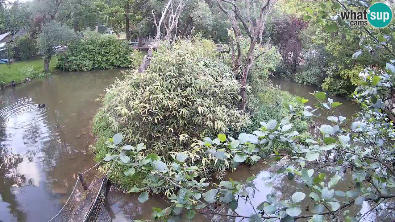 Gibon – Nomascus gabriellae – Zoo Ljubljana web kamera