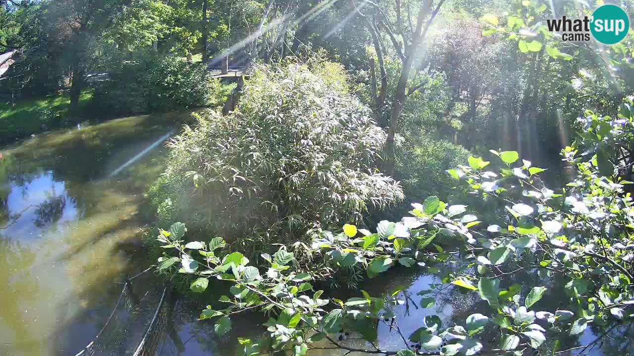 Gibbone dalle guance rosa nello ZOO di Ljubljana