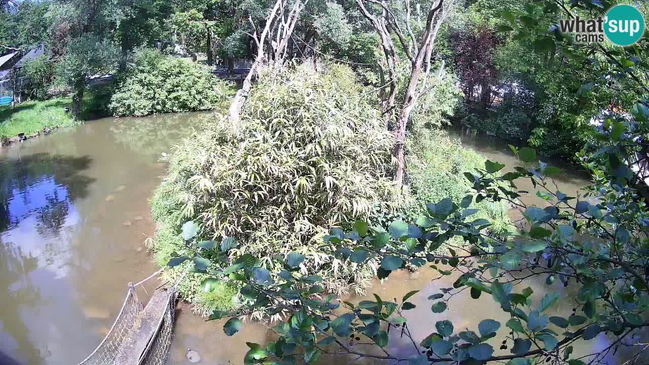 Südlicher Gelbwangen-Schopfgibbon Zoo Ljubljana webcam