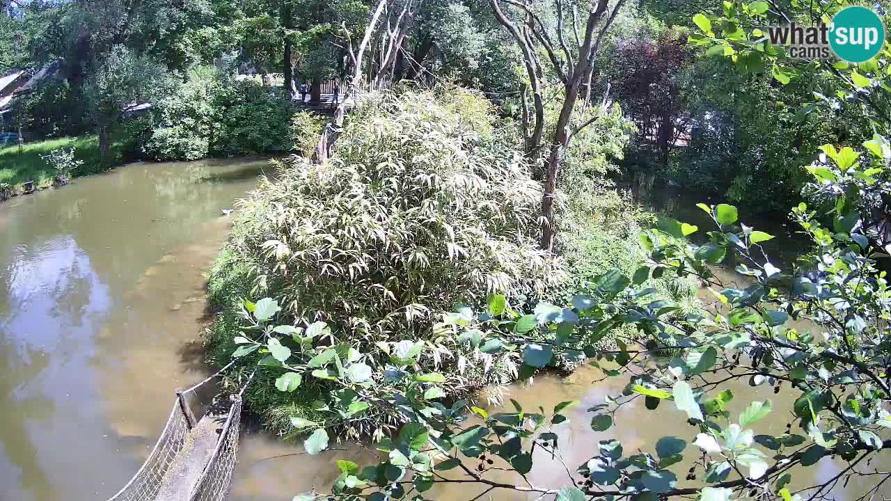 Südlicher Gelbwangen-Schopfgibbon Zoo Ljubljana webcam
